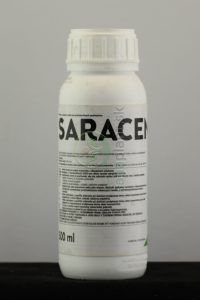 Saracen