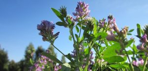 Lucerna siata – Giulia